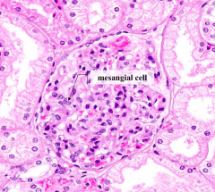 - Modified smooth muscle cells (pericytes)
- Support the glomerulus
- May play a role in maintenance of the glomerular basement membrane