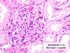 What makes up the Parietal layer of Bowman's Capsule?