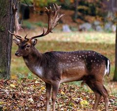 1. which organism is this?
2. what are fallow deer known for? why are they so wide spread?
