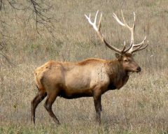 1. what organism is this?
2. what is the other name for elk and what does it mean?
