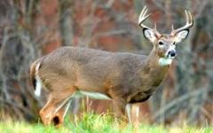 1. where are white-tailed deer found?