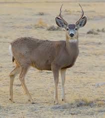 1.Where are mule deer's found?