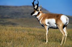 1. what are pronghorn known for?
2. what is unusual about Pronghorns?
