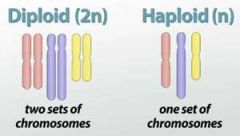 two versions of each type of chromosome. 
 
Diploid organisms have two alleles of each gene. One allele is carried on each of the homologous pairs of chromosomes.