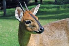 Bovidae- small antelopes-
1.what does the name duiker mean in Harvey's duiker? why did this animal get the name?