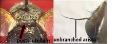 Order Diptera


Family Tachinidae


Common name: tachnid flies


 


Key traits: heavy abdominal bristles, postscutellum, antennae has an unbranched arista