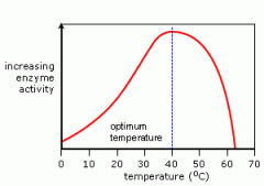 ... 40 degrees Celsius; any more and the enzymes denature; any less and they do not work to their full potential.