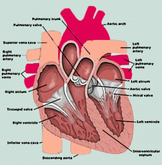 left atrium, right atrium, left ventricle, right ventricle, aortic arch, aorta, precava, postcava, pulmonary trunk, pulmonary arteries, pulmonary veins, semilunar valves (at base of aorta & at base of pulmonary trunk), tricuspid valve (between rig...