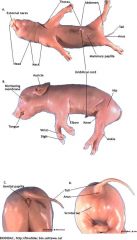 external nares, vibrassae (whiskers), umbilical cord, anus, mammary papillae, urogenital opening

female: genital papilla
male: scrotal sacs (scrotum)