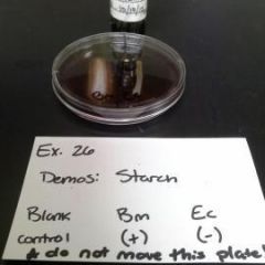 Starch Plate Results