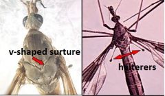 Order Diptera


Family Tipulidae


Common name: crane flies


 


Key traits: long, slender legs; easy-to-see halterers, V-shaped surture transects dorsal side of thorax