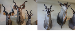 Bovidae- spiral horned antelope ( left side is kudu, right side is eland)
1. kudu and eland are said to be what kind of feeders? what is unique about Kudu?
2. what is the name of the structure than hangs down from its neck? what is it used for?
