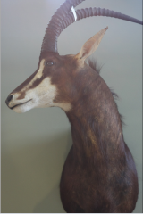 

  Bovidae-Grazing Antelopes-horse like


1. what do sable antelope use their horns for?