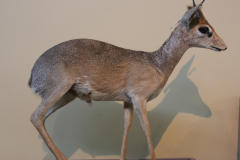 Bovidae-Small antelope
1. what is the reason for their small size?
2. what is the type of feeding seen in dik's dik's