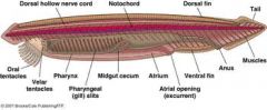 myomeres, notochord, dorsal nerve cord, rostrum, velum, pharynx, gill bars, gill slits, oral cirri, oral hood, wheel organ, atriopore, hepatic cecum, intestine, anus, postanal tail