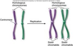 The two identical chromatid copies in a replicated chromosome