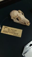 Order: Chiroptera
1. how many mammalian species are bats?
2. how are they unique?
3. what skull is this?