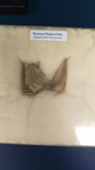 1. what are western pipstrelle bats known for?
