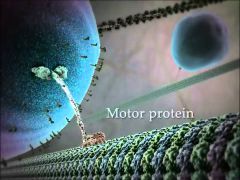 Motor proteins can take molecules on one side of a membrane to the other side or simply help in the process