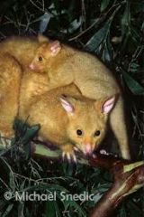 How are the brush-tailed possum different from other possums? Where are they from and where are they found now?
