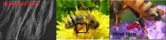 Order Hymenoptera


Family Apidae


Common name: honeybees and bumblebees


 


Key traits: body heavily clothes with branched hairs, first segment of hind tarsi enlarged and flattened and usually bears a pollen "basket"