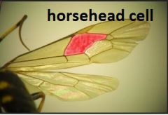 Order Hymenoptera


Family Ichneumonidae


Common name: Ichneumons


 


Key traits: forewings lack a costal cell, 16 or more segments in the antennae, two segmented trochanters, females with a long, slender, ovipositor, horsehead cell visible in...