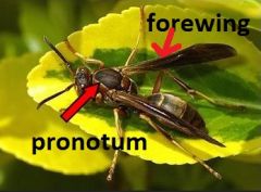 Order Hymenoptera


Family Vespididae


Common name: paper wasps, hornets, yellow jackets, potter wasps


 


Key traits: posterior margin of pronotum distinctly "U" shaped, forewings fold in half longitudinally