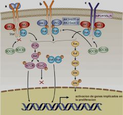 Se desconoce, mutación en el JAK2, mutación V617F, la fenilalanina es cambiada por valina en posición 617.
