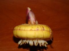 Thickened compact fleshy stem (Gladiolus)