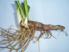 Thickened stem that runs horizontally underground (Dandelion/Iris)