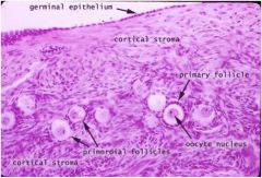 Primordial follicles: reside on “cortical” surface → most superficial  
•Simple squamous epithelium