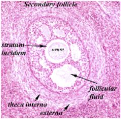 •	Shows the beginning of antrum 
•	Also contains primary oocyte (slightly larger than in primary follicles because of yolk accumulation)