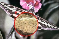 Moths & Butterflies


 


Key traits: front and hind wings have a large surface area, body and wings covered with tiny pigmented scales