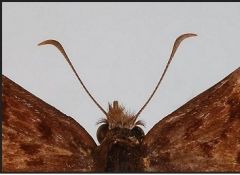 Order Lepidoptera


Family Hesperiidae


Common name: skippers


 


Key traits: small to medium in size, draw orange or brown coloration; quick, darting flight habits; tip of antennae curved or hooked and widely separated at the base