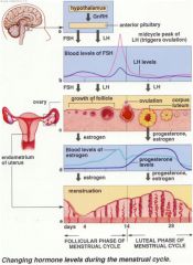 Follicular phase
Ovulation
Luteal Phase