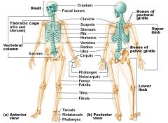 Skull , vertebral column, bony thorax