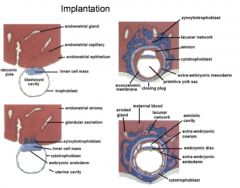 •	Fertilization occurs in the fallopian tube, 
•	Implantation occurs in the endometrium