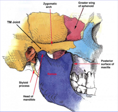 mandibular fossa
head of mandible
synovial joint (no hyaline cartilage)
between styloid process and posterior surface of maxilla


articular disc inside-- sliding and hinge, open mouth
articular tubercle