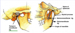 temporomandibular ligament
sphenomandibular ligament
stylomandibular ligament