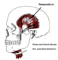 just deep to temples
skull to coranoid process on jaw
closes and retracts jaw
ant, post deep temporal nerve