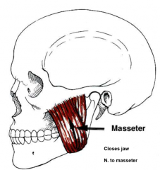 from zygomatic bone to lower jaw
closes jaw
nerve to masseter