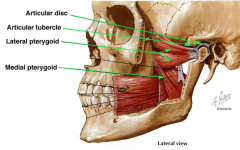 lateral: lateral side of lateral pterygoid plate, 2 heads, anterior to posterior
pull anteriorly, opens mouth
medial: medial side of lateral pterygoid plate, like masseter but inside, opens mouth and move from side to side
