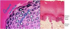 layers of flattened, granule-filled squamous cells (mostly)
•Approx 2-5 cells thick which begin flattening
Cells contain:
o Keratohyalin granules (with tonofilament “binders”) → keratinization
o Membrane-coating granules (secretory ves...