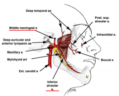 holes
middle meningeal through foramen spinosum
inferior alveolar artery through mandibular foramen