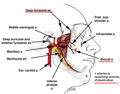 muscles
deep temporal arteries (2) to temporal muscles
lateral and medial pterygoid and masseter branches
buccal artery to inner cheek