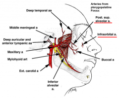 holes
to pterygopalatine fossa (through pterygomaxillary fissure)
infraorbital artery through infraorbital canal
superior alveolar arteries (anterior, middle, posterior) to teeth