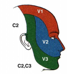 V2 of trigeminal nerve
maxillary nerve
same name and destination as artery