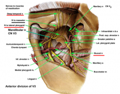 deep temporal nerve: right on skull deep to temporalis m
nerve to lateral pterygoid
buccal nerve