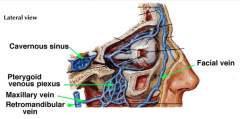 venous plexus within lateral pterygoid muscle
connections from facial vein to cavernous sinus