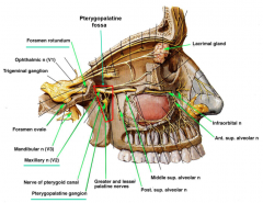 nerve of maxilla (V2 of trigeminal) through foramen rotundum


pterygopalatine ganglion (parasympathetic)
enter as nerve of pterygoid canal, synapse at ganglion
join branches of V coming out


infraorbital nerve
anterior superior alveolar nerve
mi...